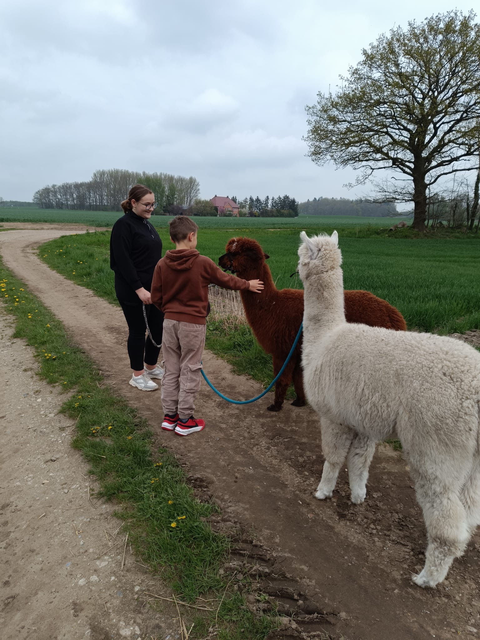 Kind führt Alpakas auf dem Hof